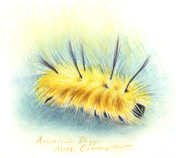 American Dagger Moth Caterpillar